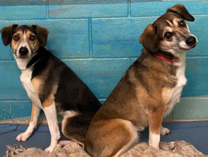 Boarding for Dogs Kennels in Willoughby Hills